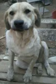 BRENDA