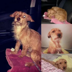 Cachorro raça Mestiço idade 7 a 11 meses nome Lost