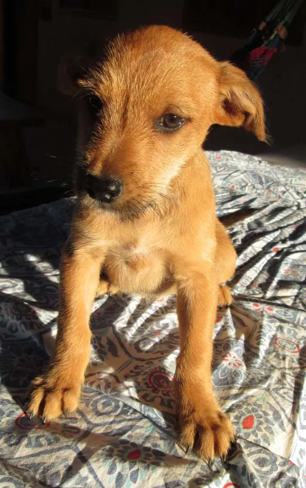 Cachorro ra a mestiça idade Abaixo de 2 meses nome sem nome ainda