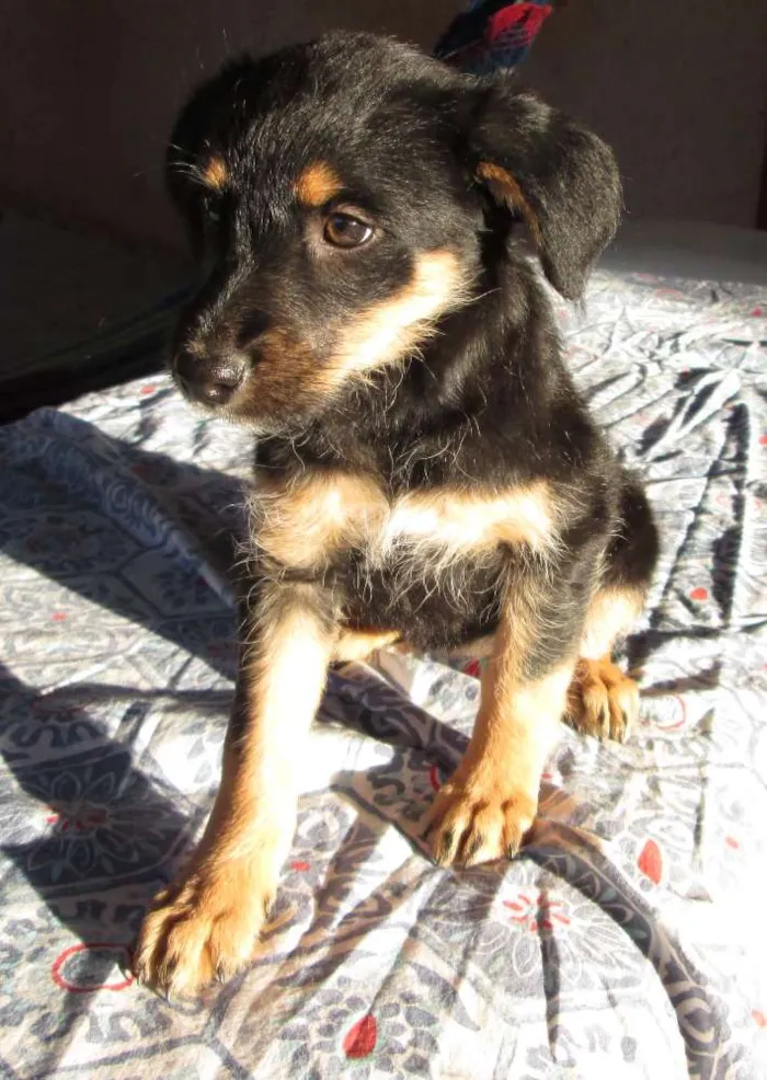 Cachorro ra a mestiça idade Abaixo de 2 meses nome sem nome ainda