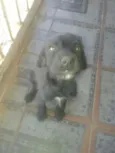 Pretinha