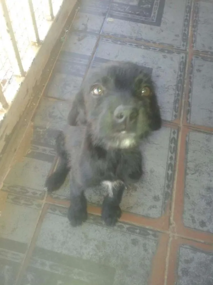 Cachorro ra a SRD idade 7 a 11 meses nome Pretinha