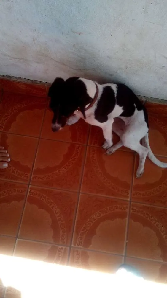 Cachorro raça Não sei idade 7 a 11 meses nome Luna
