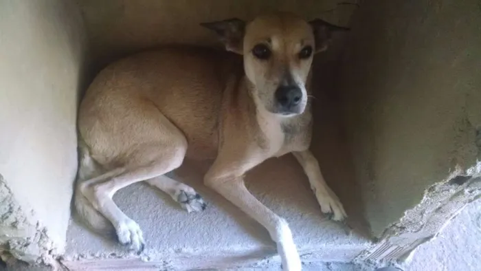 Cachorro ra a SRD idade 6 ou mais anos nome Sarah