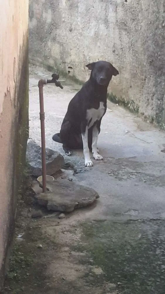 Cachorro ra a SRD idade 2 anos nome Pepeta