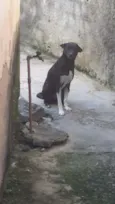 Pepeta