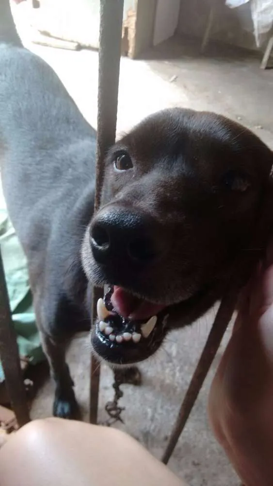Cachorro ra a SRD idade 3 anos nome Juanito