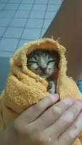 gato