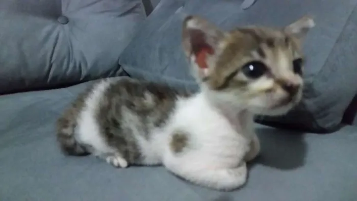 Gato ra a gato idade Abaixo de 2 meses nome gato
