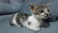 gato
