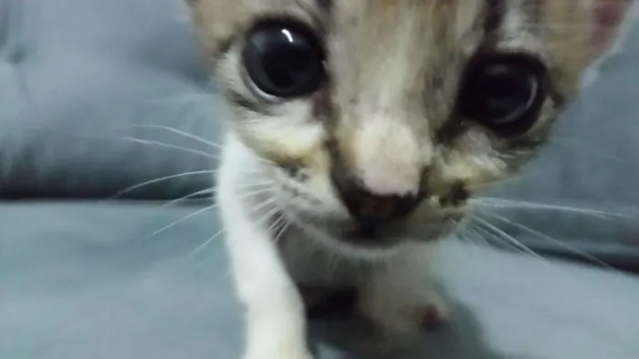 Gato ra a gato idade Abaixo de 2 meses nome gato