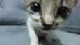 gato