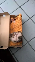 gato