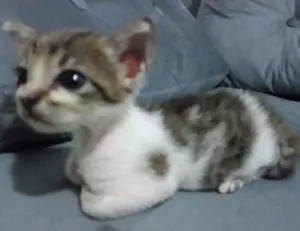 Gato raça gato idade Abaixo de 2 meses nome gato
