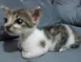 gato