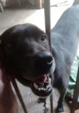 Juanito