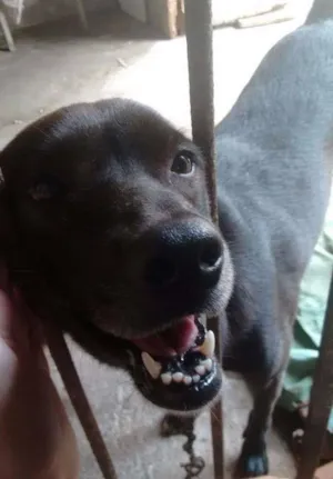 Cachorro raça SRD idade 3 anos nome Juanito