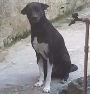 Cachorro raça SRD idade 2 anos nome Pepeta