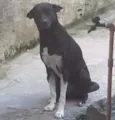 Pepeta