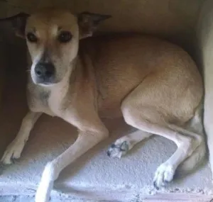 Cachorro raça SRD idade 6 ou mais anos nome Sarah