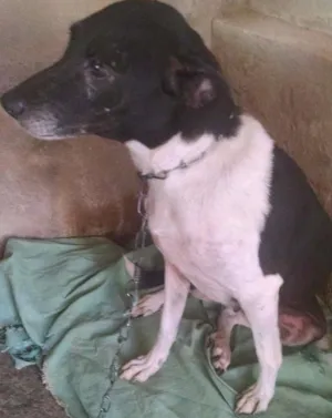 Cachorro raça SRD idade 6 ou mais anos nome Lucy