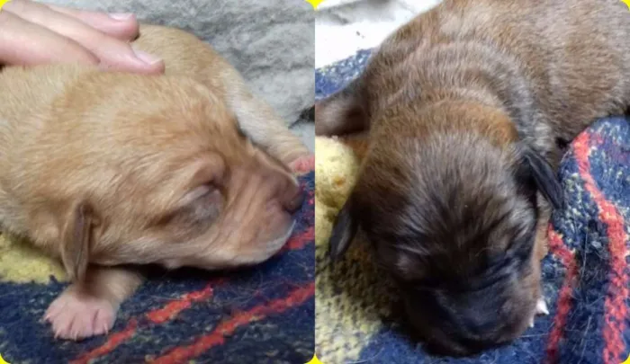 Cachorro ra a indefinida idade Abaixo de 2 meses nome não definido