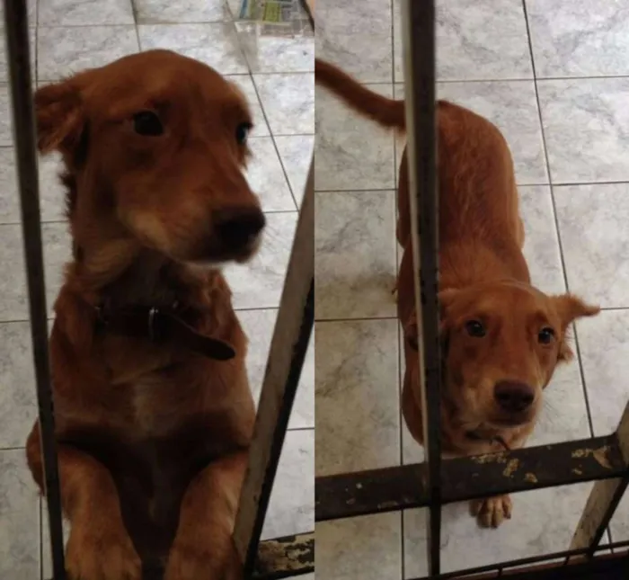 Cachorro ra a indefinida idade Abaixo de 2 meses nome não definido