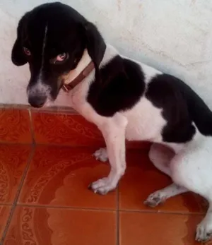Cachorro raça Não sei idade 7 a 11 meses nome Luna