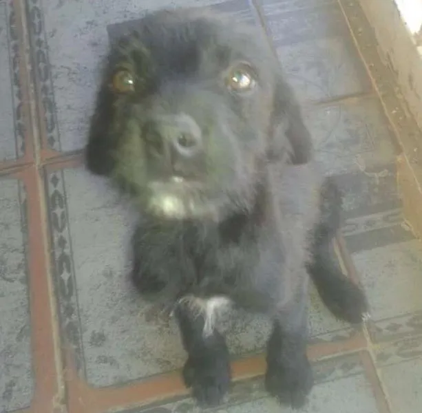 Cachorro ra a SRD idade 7 a 11 meses nome Pretinha