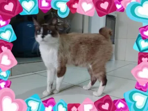 Gato raça srd idade 3 anos nome frederico