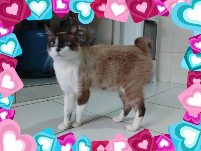 Gato ra a srd idade 3 anos nome frederico
