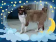 frederico