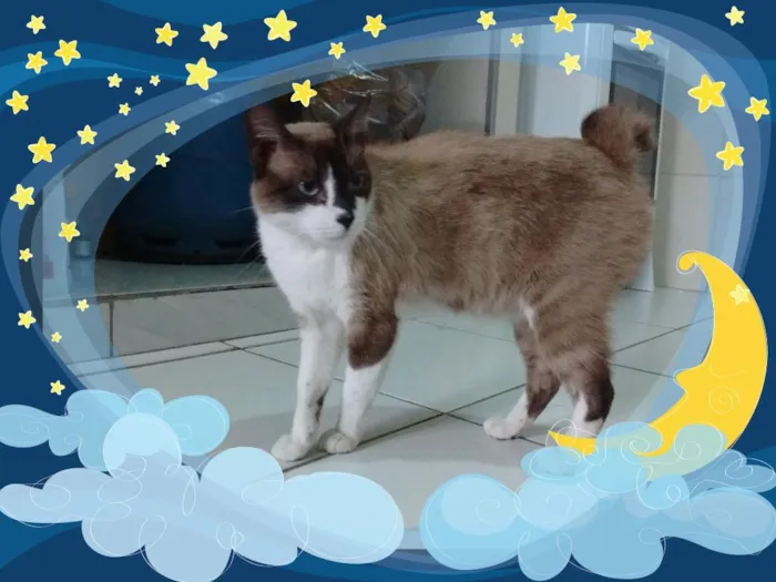 Gato ra a srd idade 3 anos nome frederico