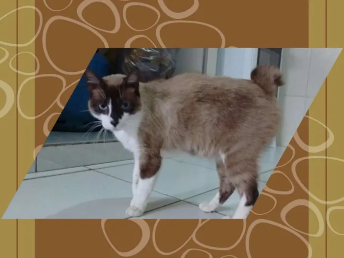 Gato ra a srd idade 3 anos nome frederico