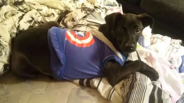 Cachorro ra a SRD idade 2 a 6 meses nome Kurt Cobain
