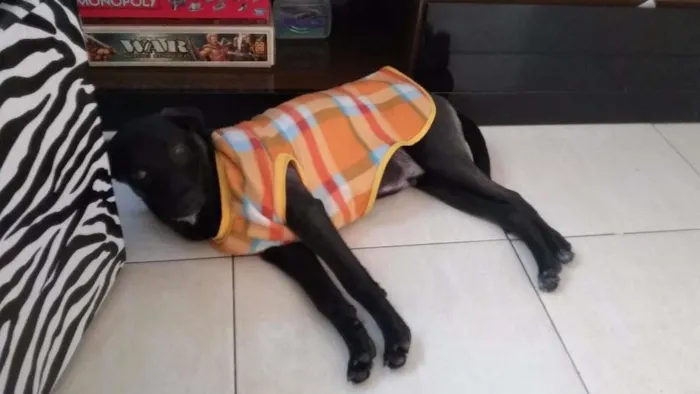 Cachorro ra a SRD idade 2 a 6 meses nome Kurt Cobain