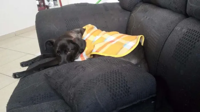 Cachorro ra a SRD idade 2 a 6 meses nome Kurt Cobain