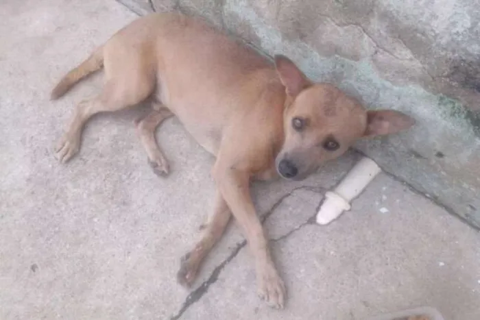 Cachorro ra a vira lata idade 2 anos nome sem nome