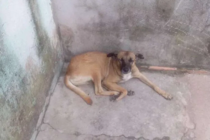 Cachorro ra a vira lata idade 2 anos nome sem nome