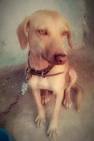Cachorro raça Vira lata idade 7 a 11 meses nome Marley