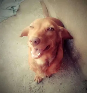 Cachorro raça Dachshund (Salsicha) idade 2 anos nome Sky