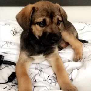 Cachorro raça Vira lata idade 2 a 6 meses nome Jade