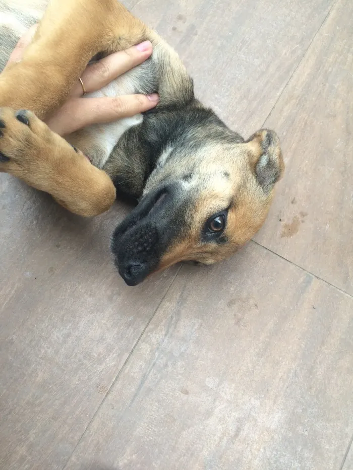 Cachorro ra a Vira lata idade 2 a 6 meses nome Jade