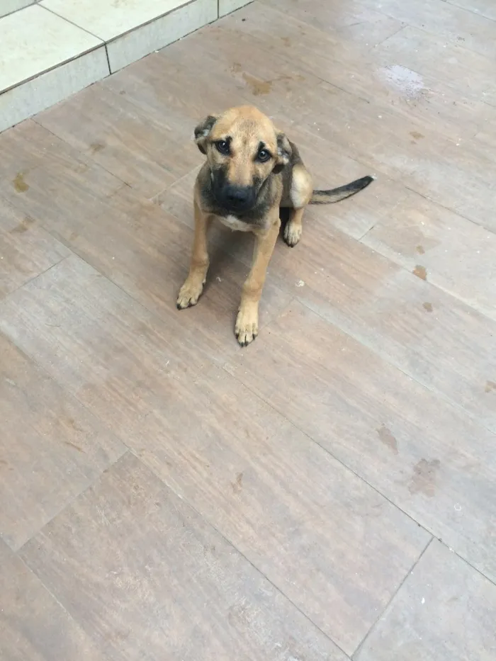 Cachorro ra a Vira lata idade 2 a 6 meses nome Jade