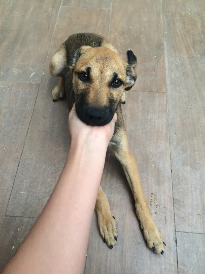 Cachorro ra a Vira lata idade 2 a 6 meses nome Jade