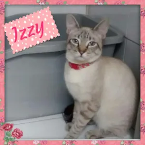 Gato raça SRD idade 2 a 6 meses nome izzy!!!