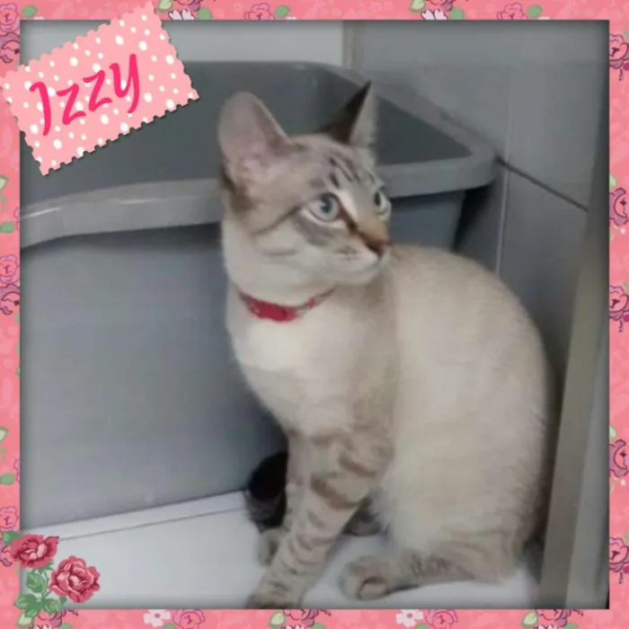 Gato ra a SRD idade 2 a 6 meses nome izzy!!!