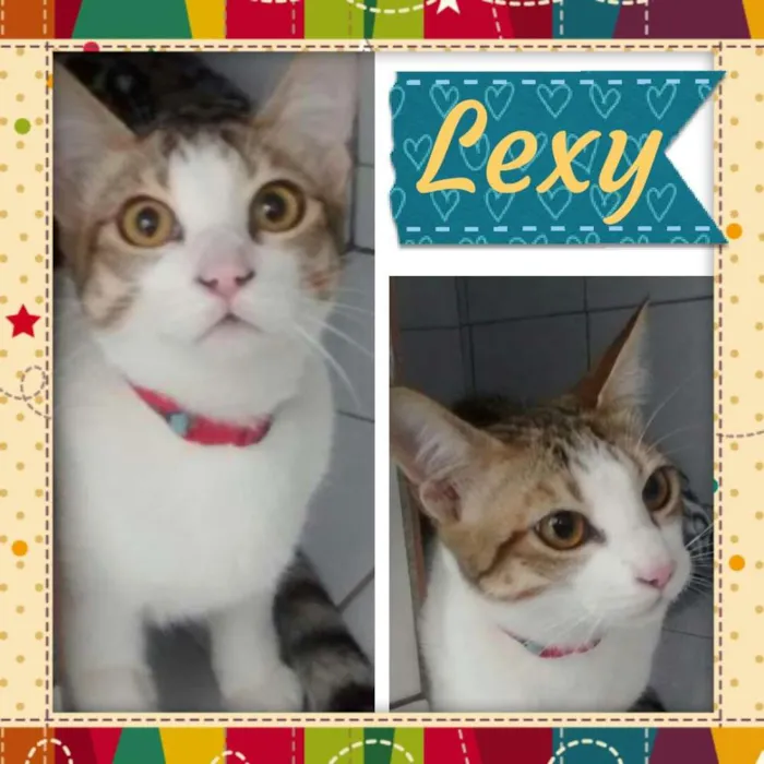 Cachorro ra a SRD idade 2 a 6 meses nome lexy!!!