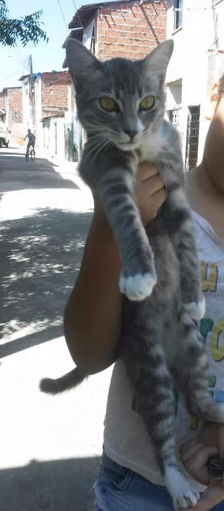 Gato ra a n sei idade 7 a 11 meses nome mel,atrivido,coto,pe