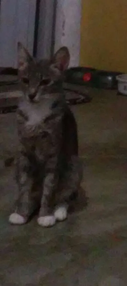 Gato ra a n sei idade 7 a 11 meses nome mel,atrivido,coto,pe
